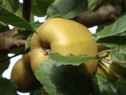 Jabloň 'Parkerovo'  Malus domestica 'Parkerovo'
