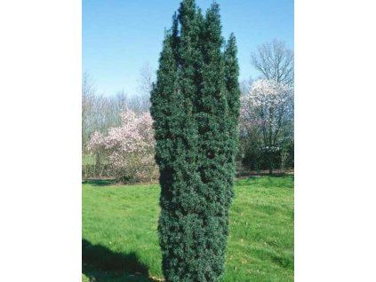 Tis červený 'Green Rocket'  Taxus baccata 'Green Rocket'