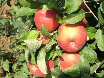 Jabloň 'Fertödské zimní'  Malus domestica 'Fertödské zimní'