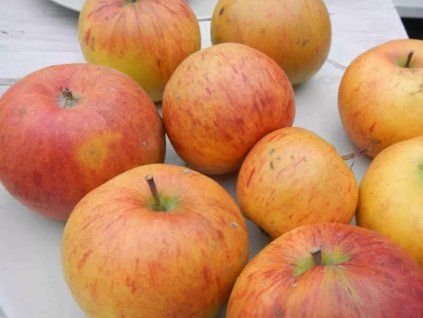 Jabloň 'Londýnské'  Malus domestica 'Londýnské'