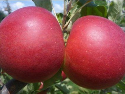 Jabloň 'Sansa'  Malus domestica 'Sansa'