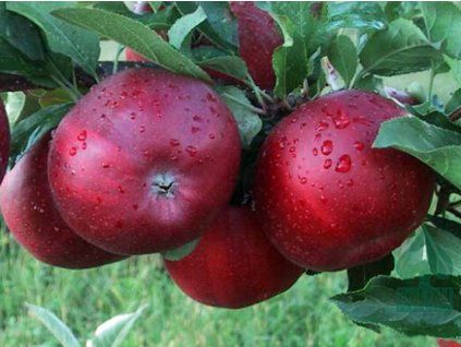 Jabloň 'Sikulské'  Malus domestica 'Sikulské'