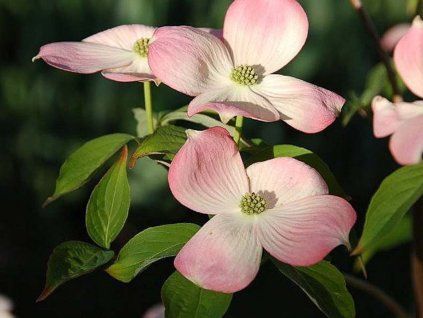 Dřín japonský 'Stellar Pink'  Cornus kousa'Stellar Pink'