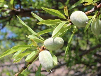 Mandloň 'Budapešťská 70'  Prunus amygdalus 'Budapešťská 70'