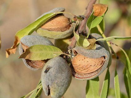 Mandloň 'Velkoplodá úrodná'  Prunus amygdalus 'Velkoplodá úrodná'