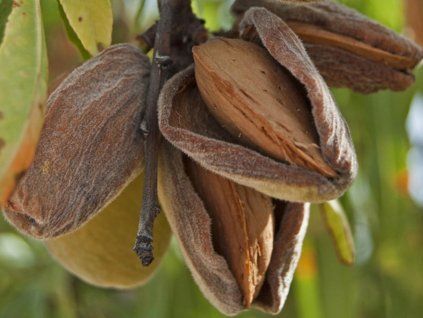 Mandloň 'Jasný Favorit'  Prunus amygdalus 'Jasný Favorit'