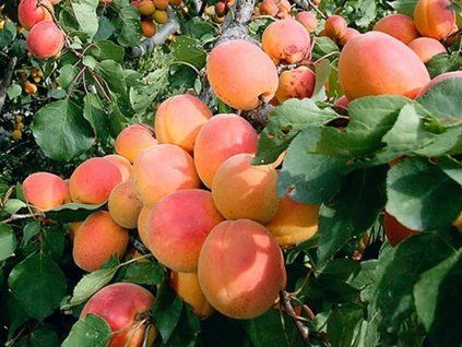 Meruňka 'Ceglédská zlatá'  Prunus armeniaca 'Ceglédská zlatá'