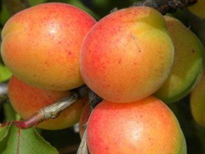 Meruňka 'Maďarská nejlepší'  Prunus armeniaca 'Maďarská nejlepší'