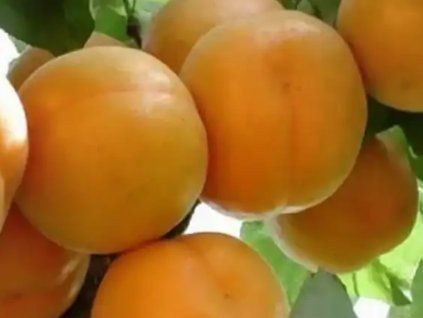 Meruňka 'Segedínská velká'  Prunus armeniaca 'Segedínská velká'