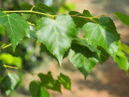 Lípa mongolská 'Buda'  Tilia mongolica 'Buda'