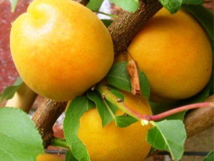 Meruňka 'Ananasová'  Prunus armeniaca 'Ananasová'