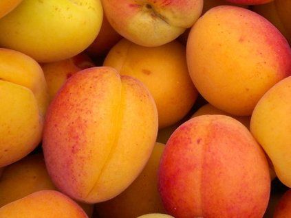 Meruňka 'Budapešť'  Prunus armeniaca 'Budapešť'
