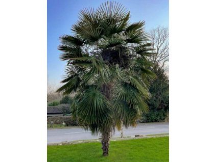 trachycarpus