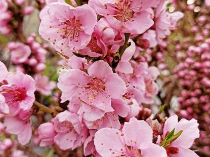 Broskvoň okrasná 'Nana'  Prunus persica 'Nana'