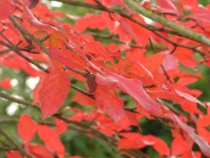 Tupela lesní 'Autumn Burst'  Nyssa sylvatica 'Autumn Burst'