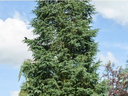 Cedr atlantský 'Pyramidalis'  Cedrus atlantica 'Pyramidalis'