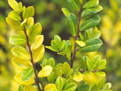 Cesmína vroubkovaná 'Golden Gem'  Ilex crenata 'Golden Gem'