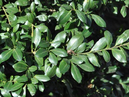 Cesmína vroubkovaná 'Caroline Upright'  Ilex crenata 'Caroline Upright'