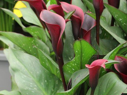 Kala 'Montevideo'  Calla 'Montevideo'