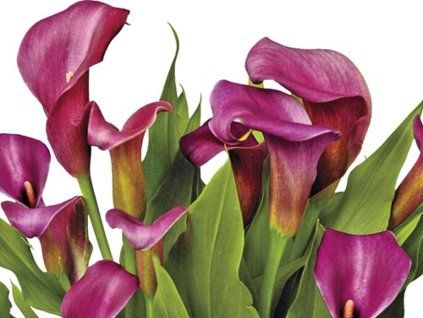 Kala 'Purple Spirit'  Calla 'Purple Spirit'