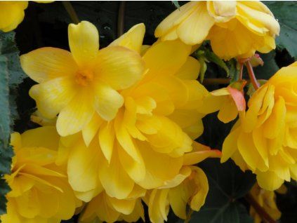 Begonie 'Pendula Yellow'  Begonia 'Pendula Yellow'