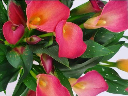 Kala 'Sweet Chilli'  Calla 'Sweet Chilli'