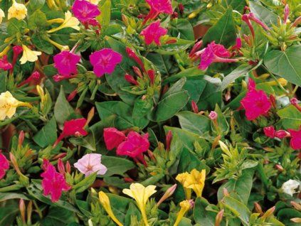 Nocenka zahradní - Mix  Mirabilis Jalapa