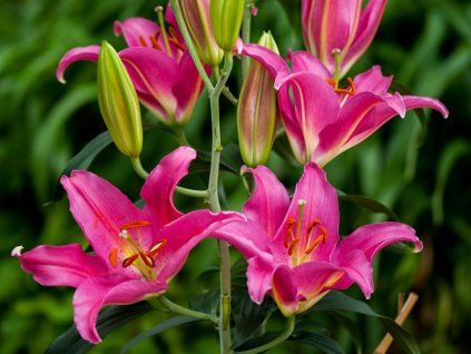 Lilie 'Mount cook'  Lilium 'Mount Cook'
