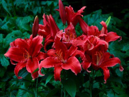 Lilie 'Red Flash'  Lilium 'Red Flash'