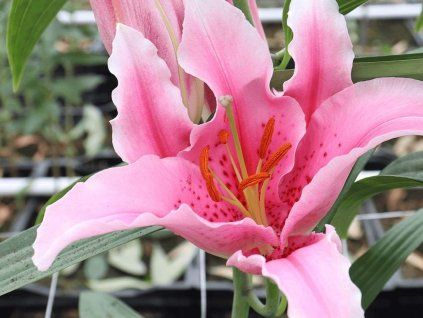 Lilie 'Aspiration'  Lilium 'Aspiration'