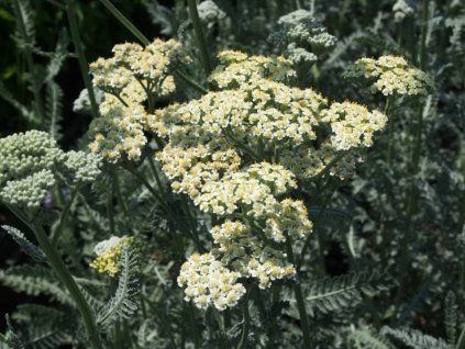 Řebříček obecný 'Alabaster' - Achillea millefolium 'Alabaster'  Achillea millefolium 'Alabaster'