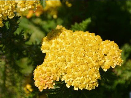 Řebříček obecný SKYSAIL 'Yellow'- Achillea millefolium SKYSAIL 'Yellow'  Achillea millefolium SKYSAIL 'Yellow'
