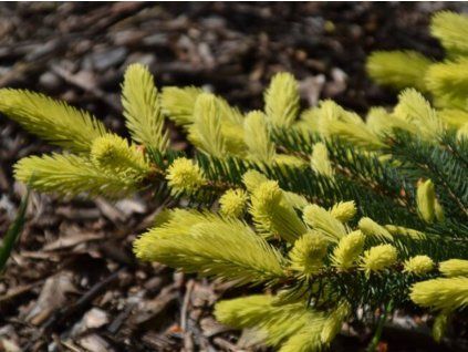 Smrk ztepilý 'Kórnik'  Picea abies 'Kórnik'