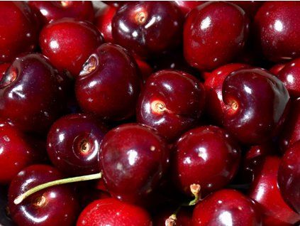 Třešeň 'Lambert'  Prunus avium 'Lambert'