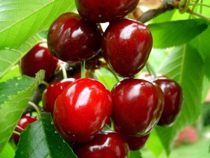 Třešeň 'Péter'  Prunus avium 'Péter'