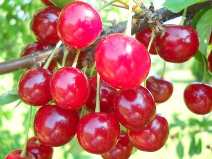 Višeň 'Maková raná'  Prunus cerasus 'Maková raná'