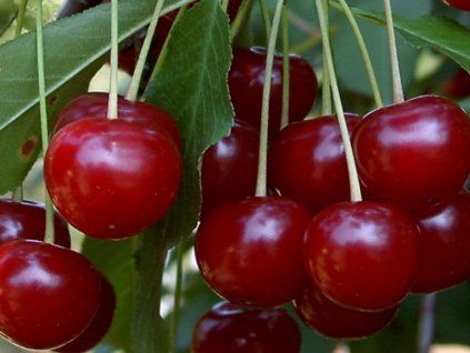 Višeň 'Dunajské vědro'  Prunus cerasus 'Dunajské vědro'