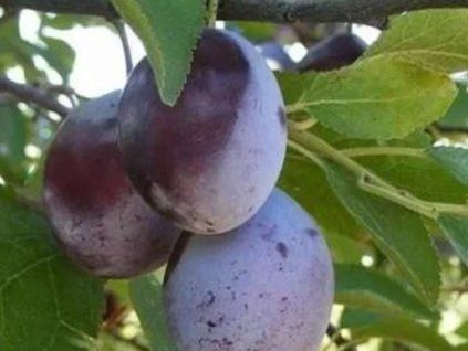 Švestka 'Debrecínská muškátová'  Prunus domestica 'Debrecínská muškátová'
