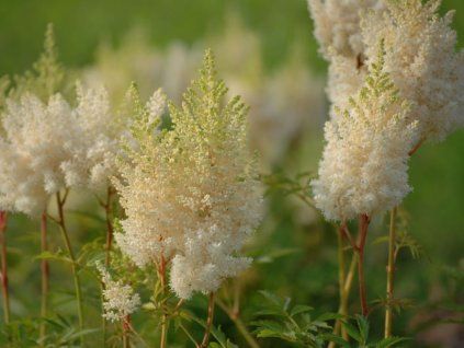Čechrava Arendsova ' Weisse Gloria' - Astilbe x arendsii ' Weisse Gloria'  Astilbe x arendsii ' Weisse Gloria'
