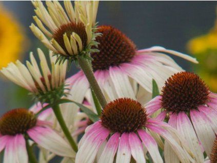 Třapatka 'Fountain Pink Eye' - Echinacea Fountain Pink Eye'  Echinacea 'Fountain Pink Eye'