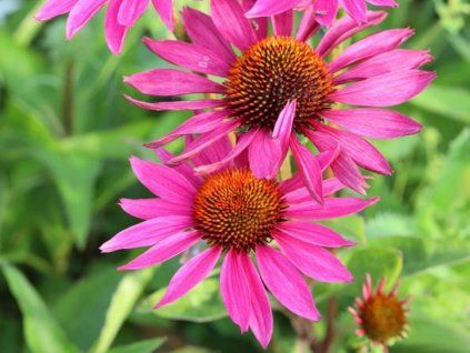 Třapatka 'JS Roho' - Echinacea 'JS Roho'  Echinacea 'JS Roho'