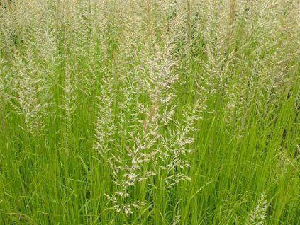 Třtina ostrokvětá 'Waldenbuch' - Calamagrostis x acutiflora 'Waldenbuch'  Calamagrostis x acutiflora 'Waldenbuch'