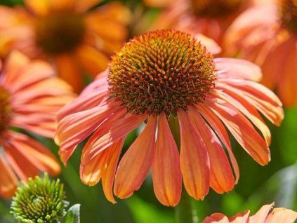 Třapatka 'Meditation Orange' - Echinacea 'Meditation Orange'  Echinacea 'Meditation Orange'