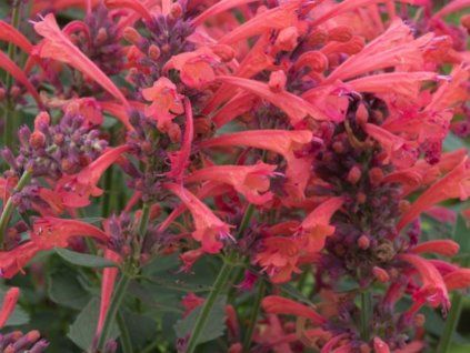 Agastache 'Kudos Coral' - Agastache 'Kudos Coral'  Agastache 'Kudos Coral'