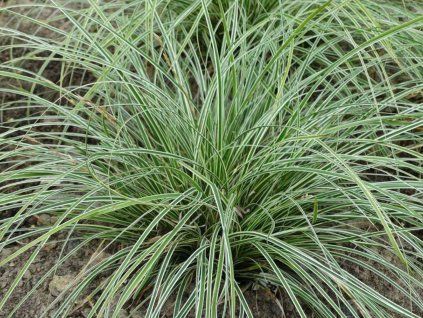 Ostřice 'Hime Kansuge' - Carex conica 'Hime Kansuge'  Carex conica 'Hime Kansuge'