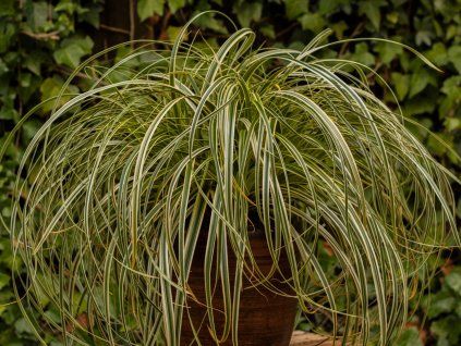 Ostřice ošimenská 'Feather Falls' - Carex oshimensis 'Feather Falls'  Carex oshimensis 'Feather Falls'