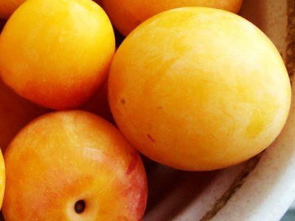 Ryngle 'Zlatá renklóda'  Prunus domestica 'Zlatá renklóda'