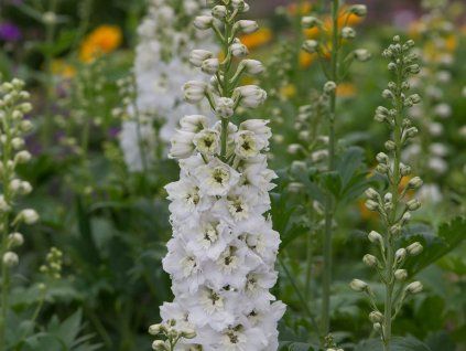 Ostrožka 'Magic Fountains White' - Delphinium 'Magic Fountains White'  Delphinium 'Magic Fountains White'