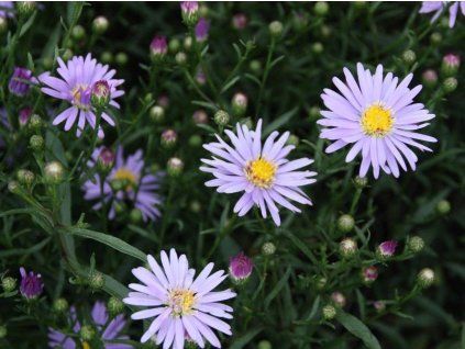 Hvězdnice turbinellus - Aster turbinellus  Aster turbinellus