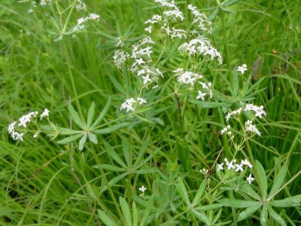 Svízel lesní - Galium sylvaticum  Galium sylvaticum